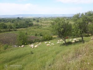 batumi_prirodnye_chudesa_gruzii12